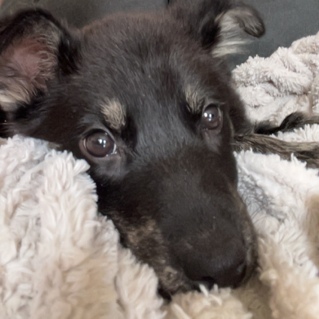 Wonton, an adoptable Mixed Breed in Sioux Falls, SD, 57106 | Photo Image 6