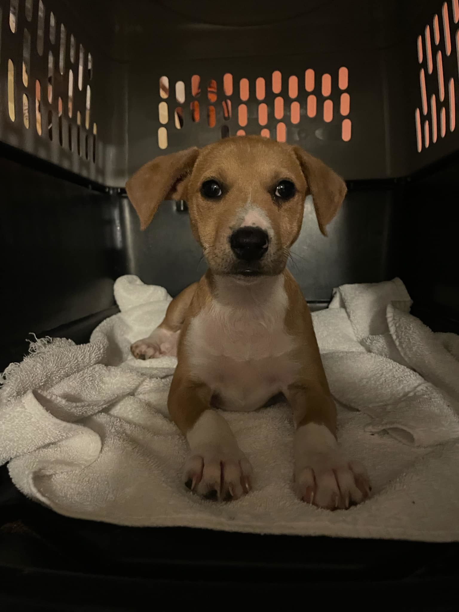 Lacie, an adoptable Feist in Oak Ridge, TN, 37830 | Photo Image 2