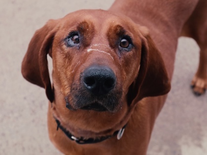 Butch, an adoptable Redbone Coonhound, Mixed Breed in Rhinelander, WI, 54501 | Photo Image 1