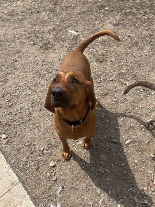 Butch, an adoptable Redbone Coonhound, Mixed Breed in Rhinelander, WI, 54501 | Photo Image 2