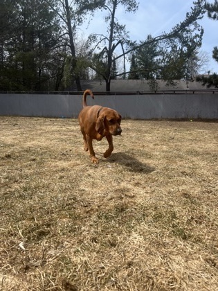 Butch, an adoptable Redbone Coonhound, Mixed Breed in Rhinelander, WI, 54501 | Photo Image 3
