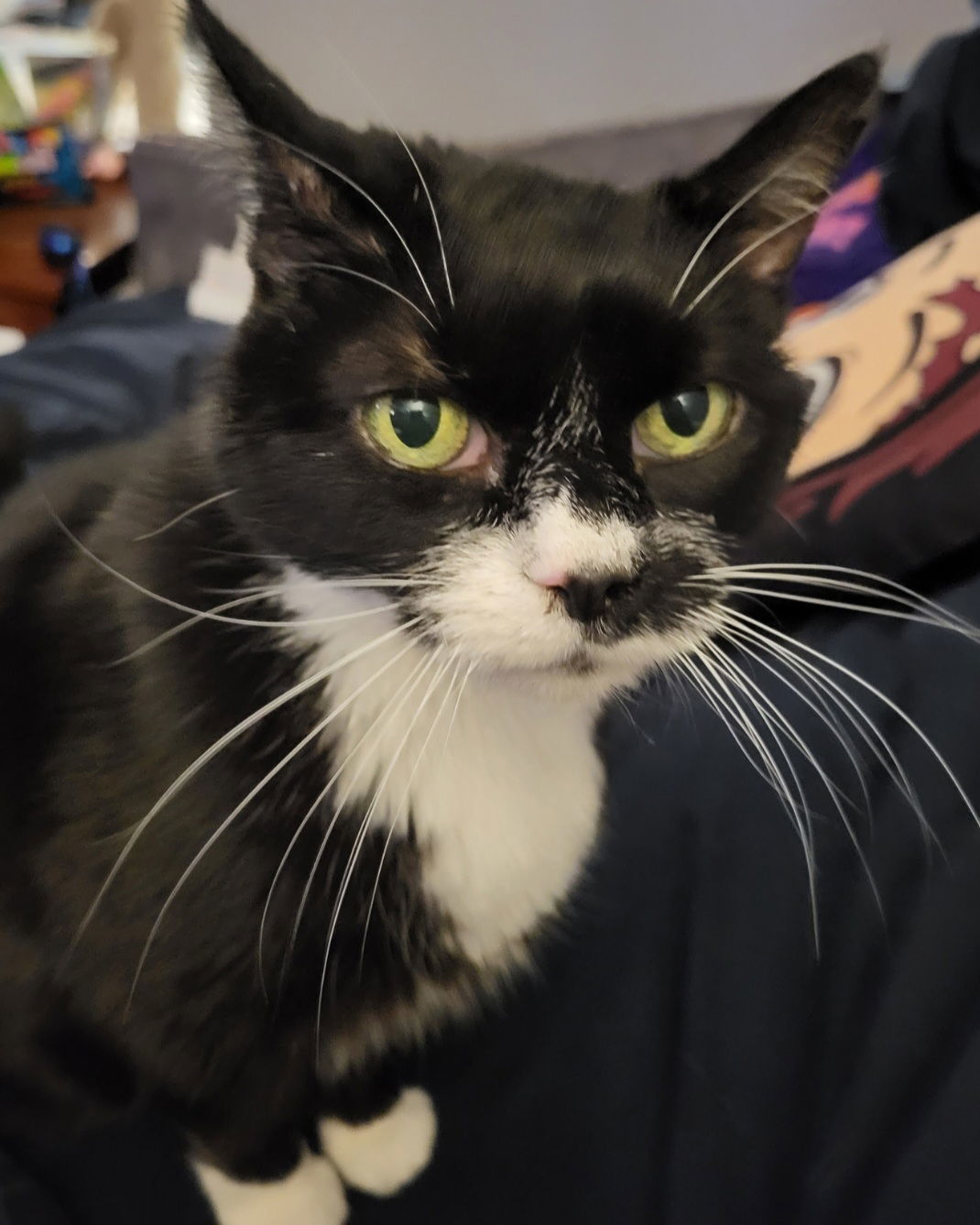 Timmi, an adoptable Tuxedo in Fort Collins, CO, 80524 | Photo Image 1