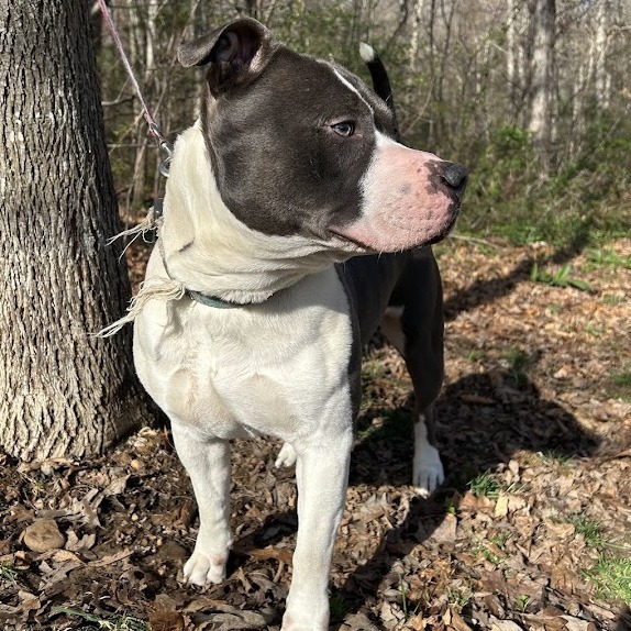 Dixie