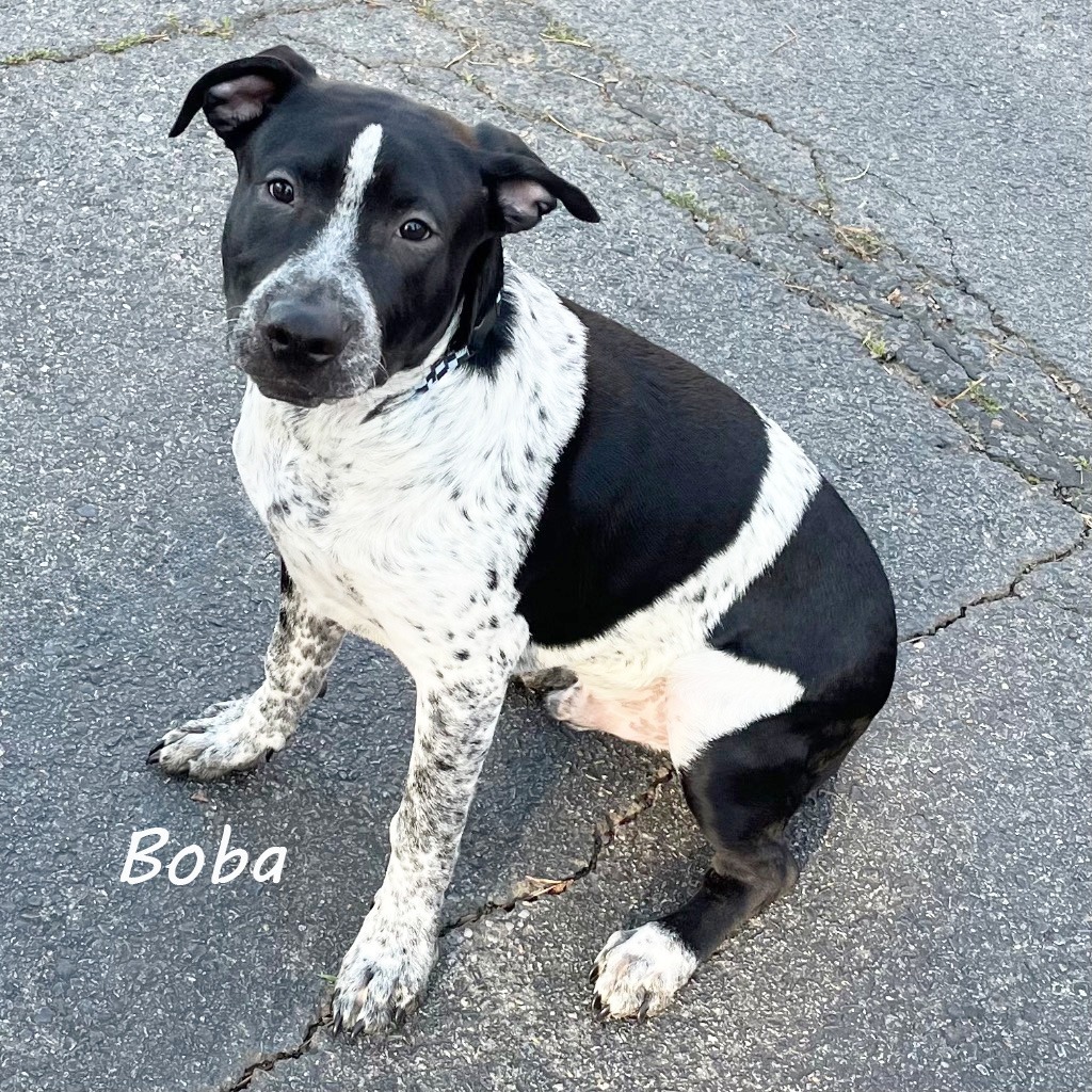 Boba