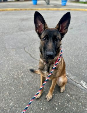 Animal Profile Zorin was brought into Regional Animal Services of King County in late February of t