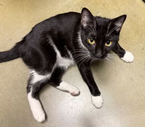 White Feet (&amp; Dove) - Bonded, Adult Male Domestic Short Hair