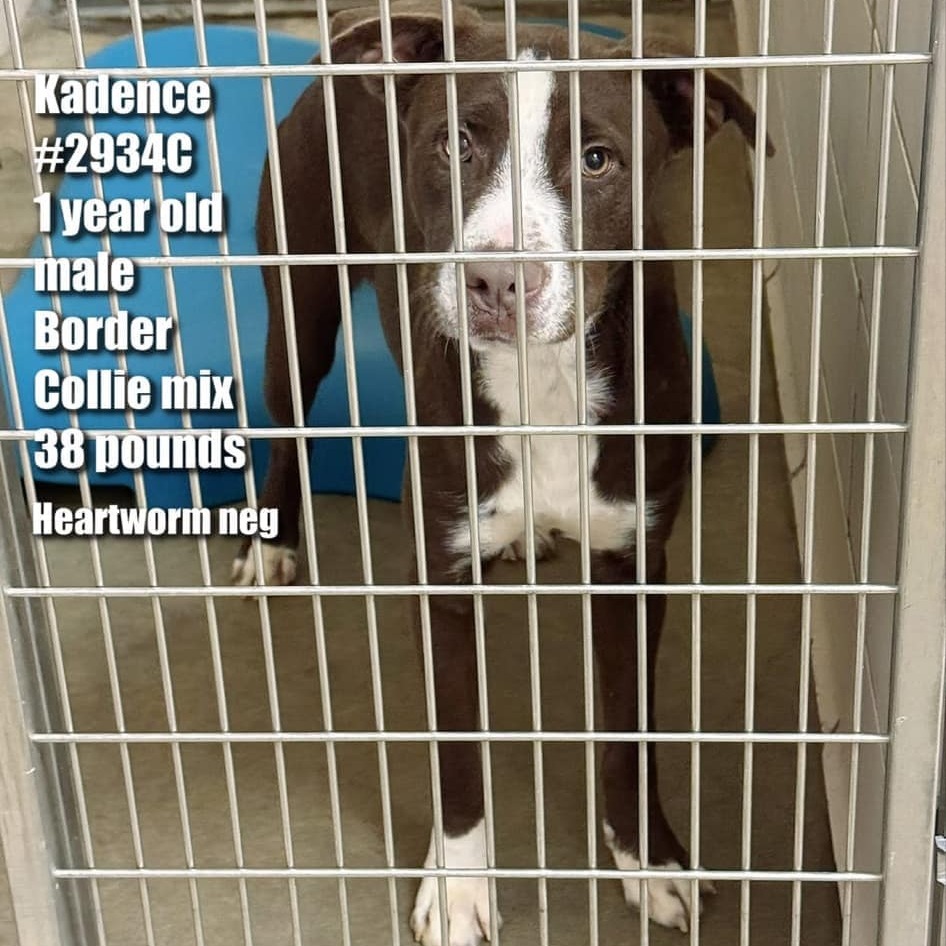 Kadence