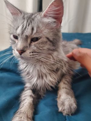 Meet Kagome Silvery swirly Grey Maine Coon  1 Year Old  Female  Available for Adoption Kagomes