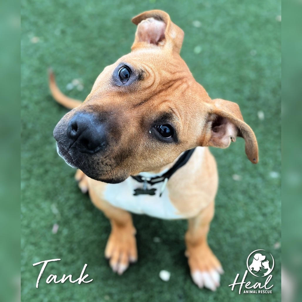 Tank