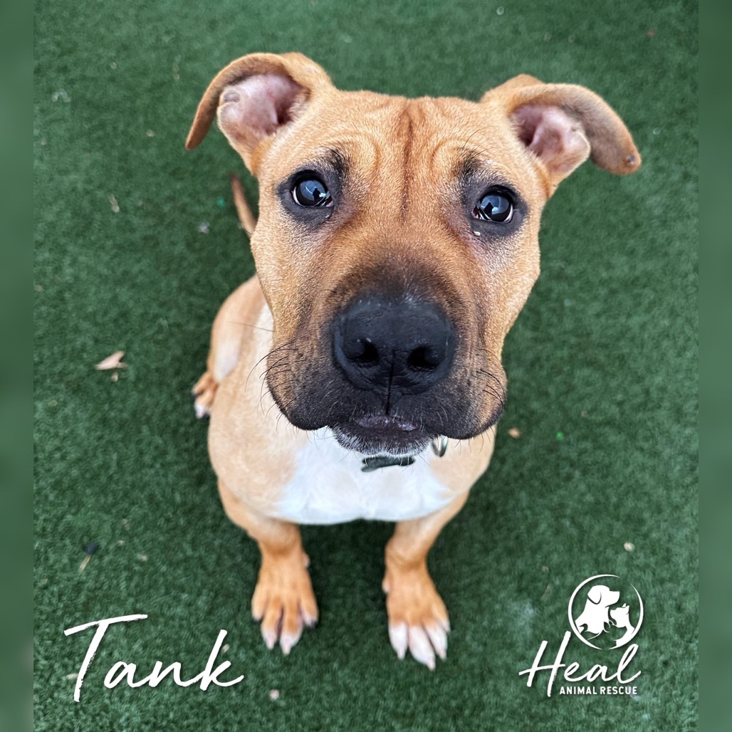 Tank