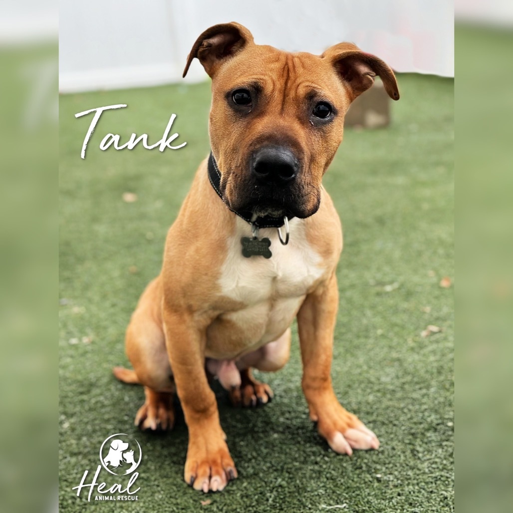 Tank