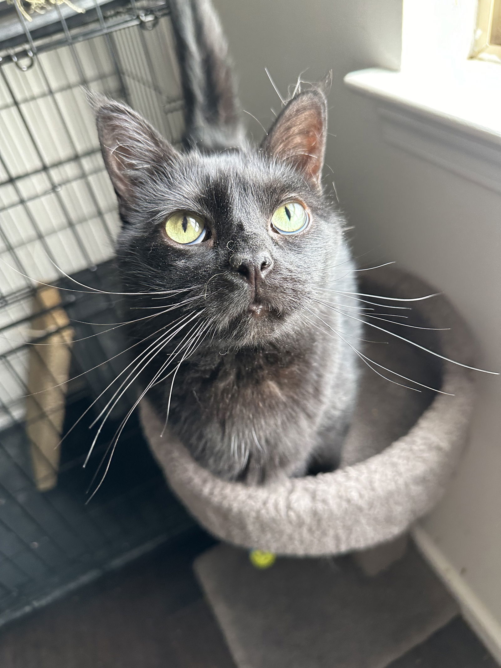 Bullet - Wb Litter