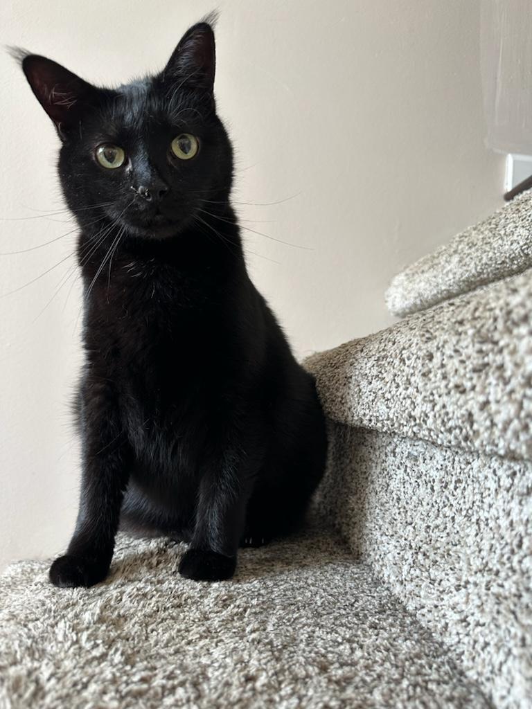 Bullet - Wb Litter