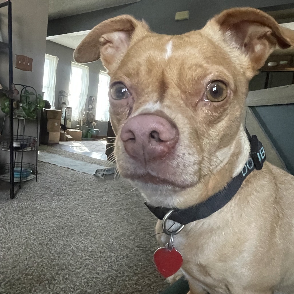 Dobby