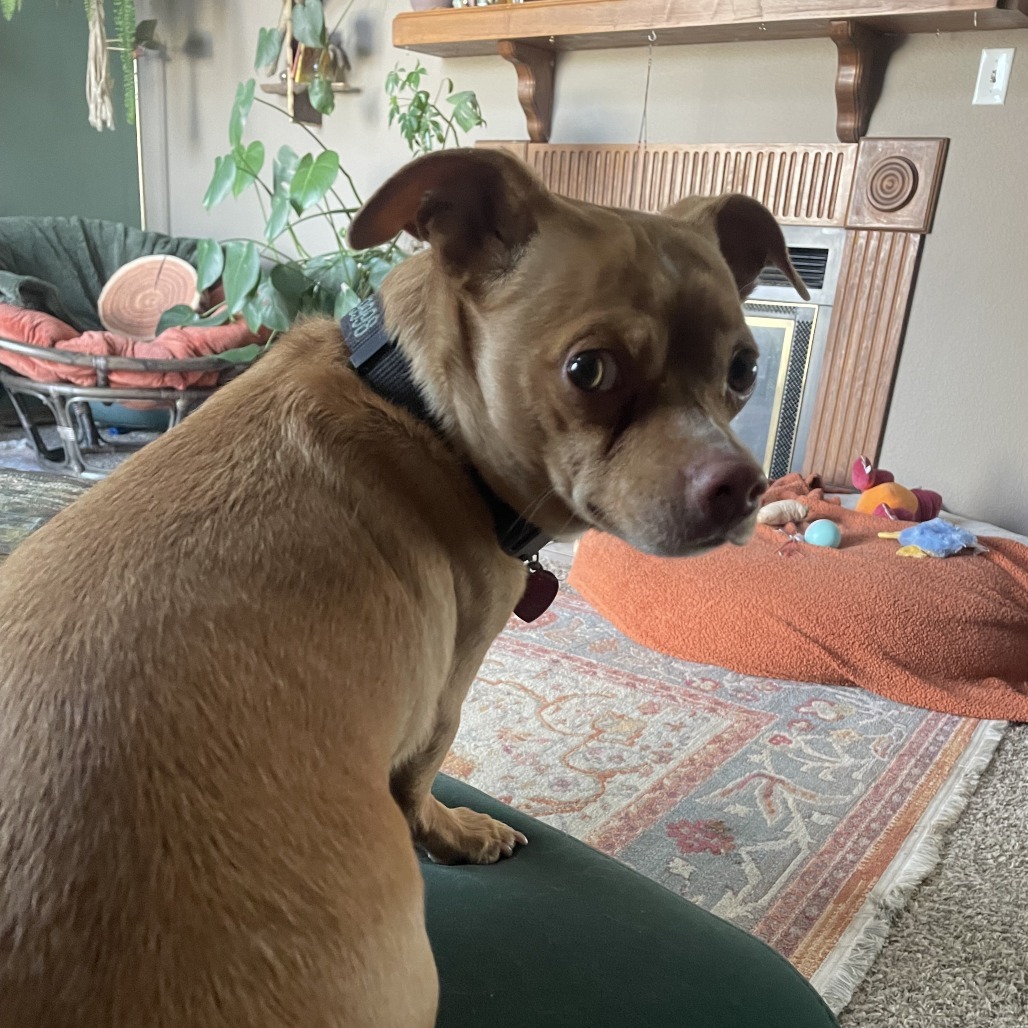 Dobby