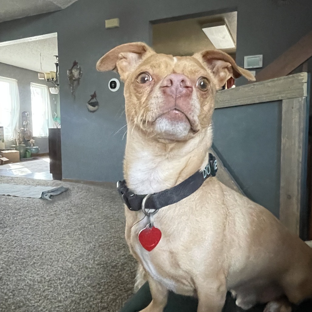 Dobby