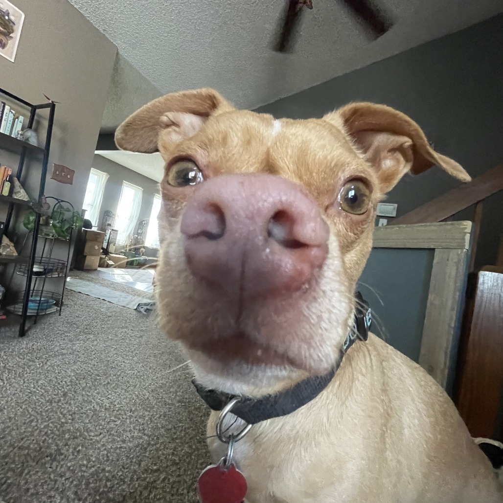 Dobby