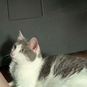 Tinkerbell, Senior Female Domestic Long Hair
