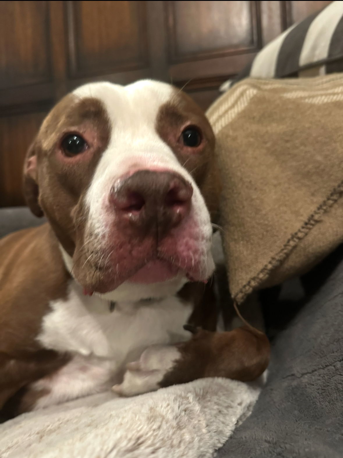 DODGER