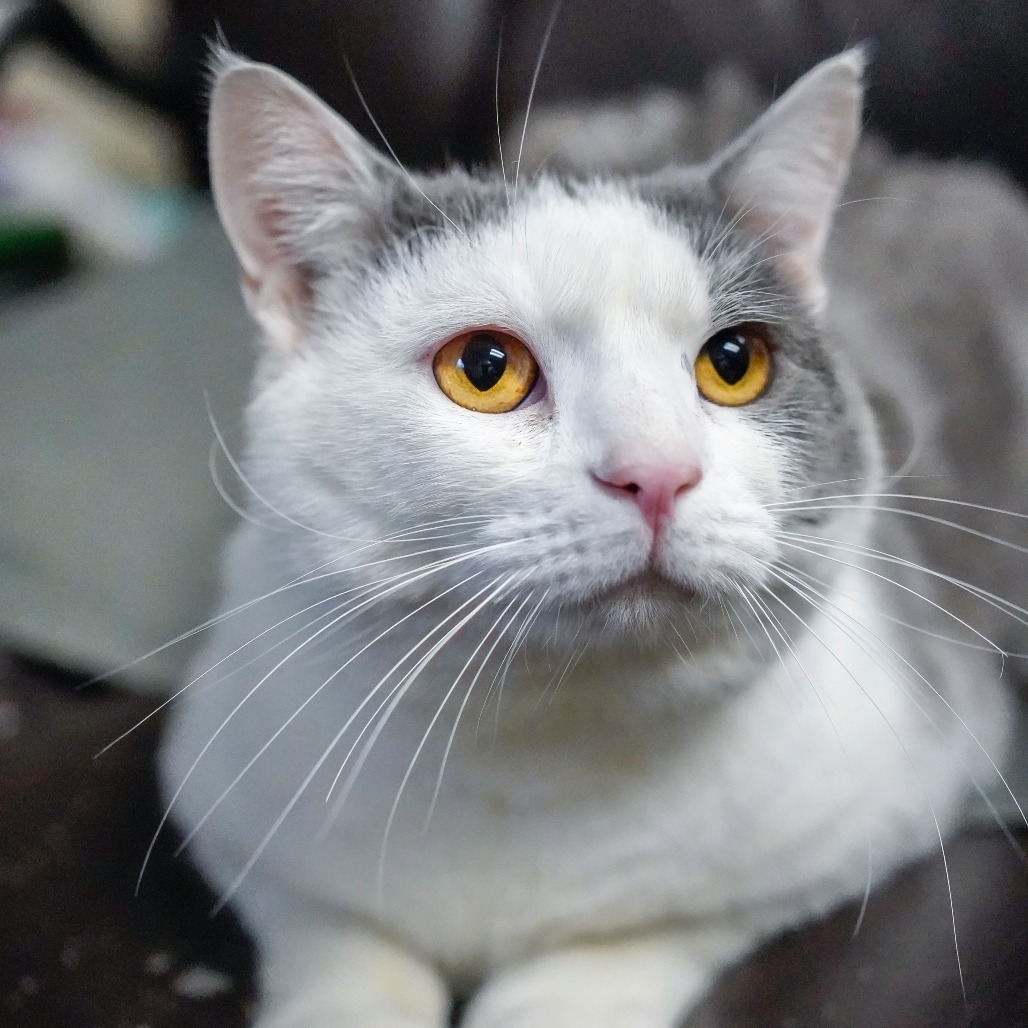 Paddy O'Cat, an adoptable Domestic Short Hair in Thomaston, ME, 04861 | Photo Image 2