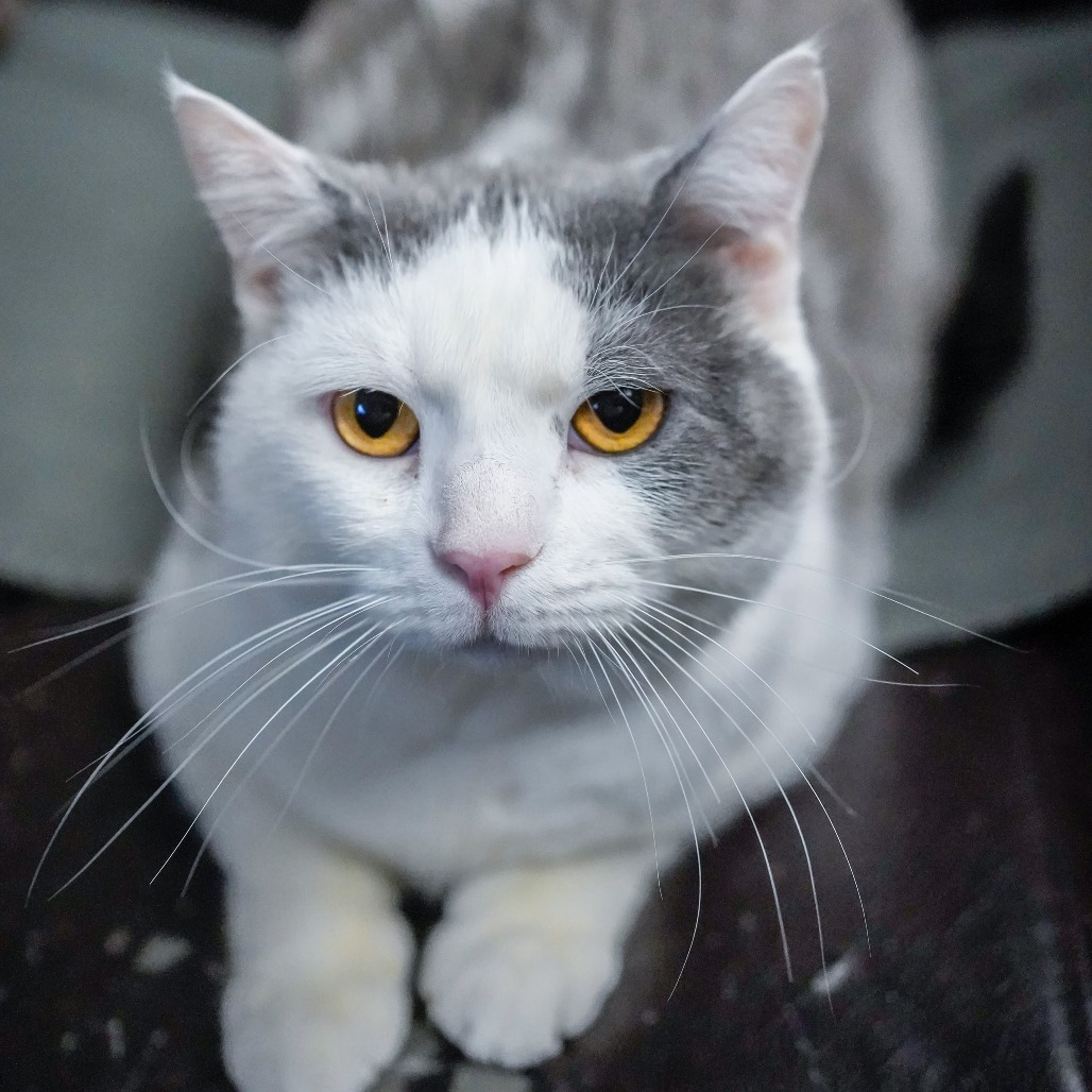 Paddy O'Cat, an adoptable Domestic Short Hair in Thomaston, ME, 04861 | Photo Image 3