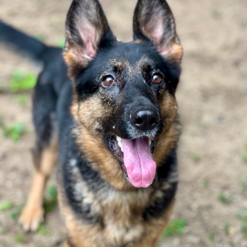 Koda, an adoptable German Shepherd Dog in Conway, NH, 03818 | Photo Image 1