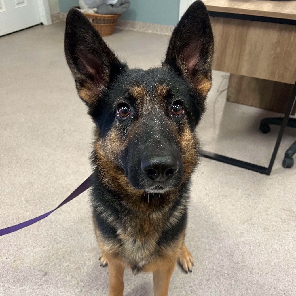 Koda, an adoptable German Shepherd Dog in Conway, NH, 03818 | Photo Image 2