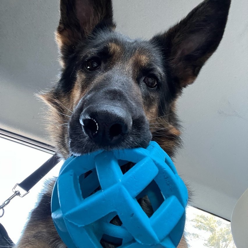 Koda, an adoptable German Shepherd Dog in Conway, NH, 03818 | Photo Image 3