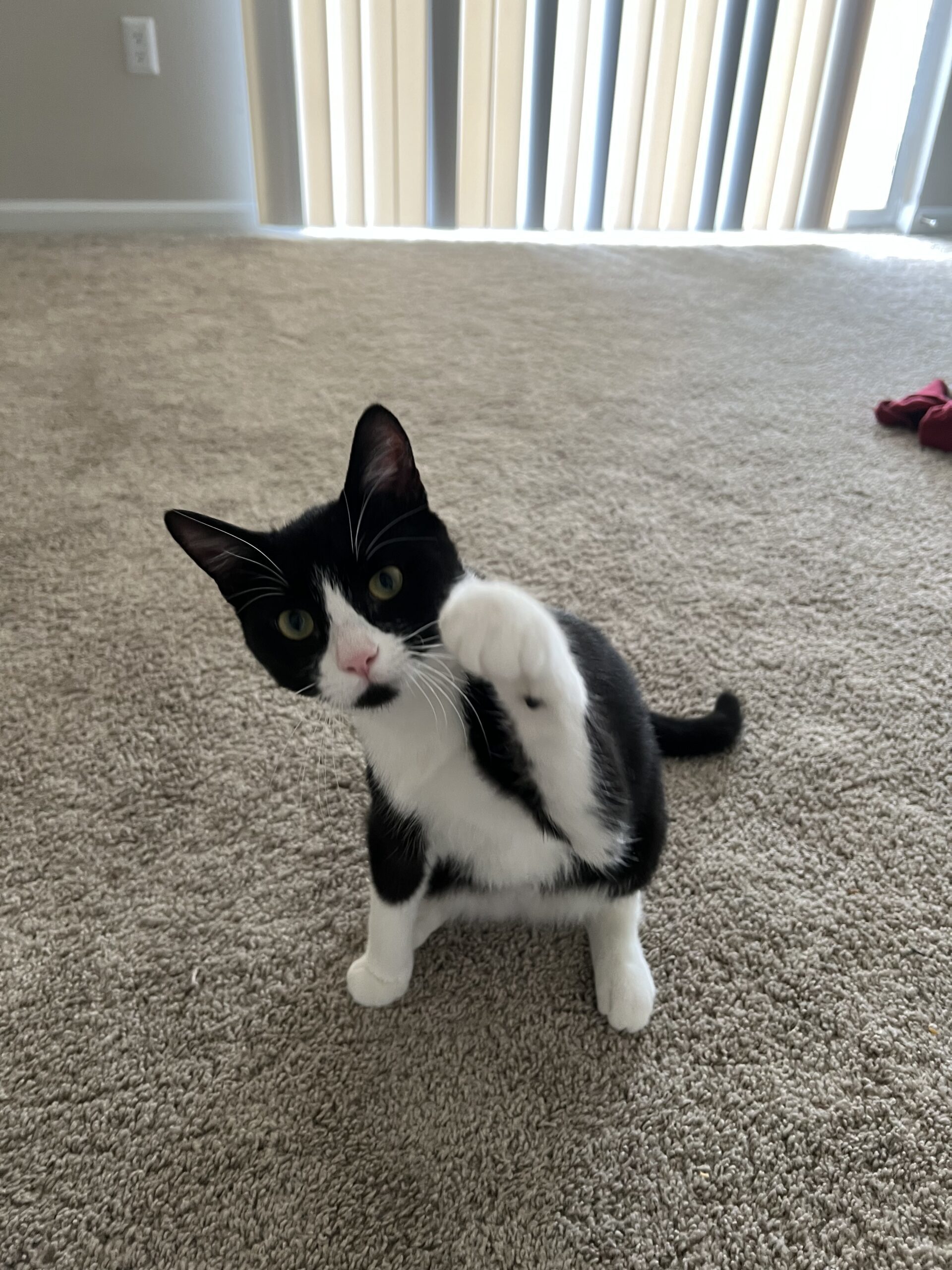 Felix