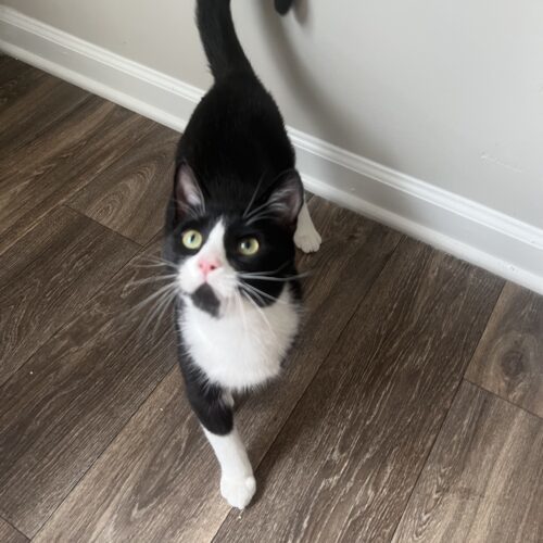 Felix