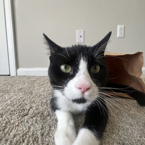 Felix