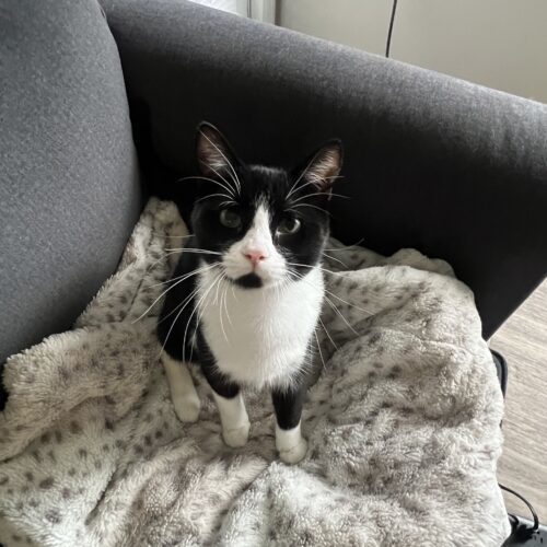 Felix
