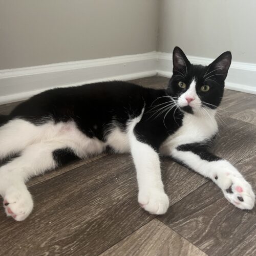 Felix