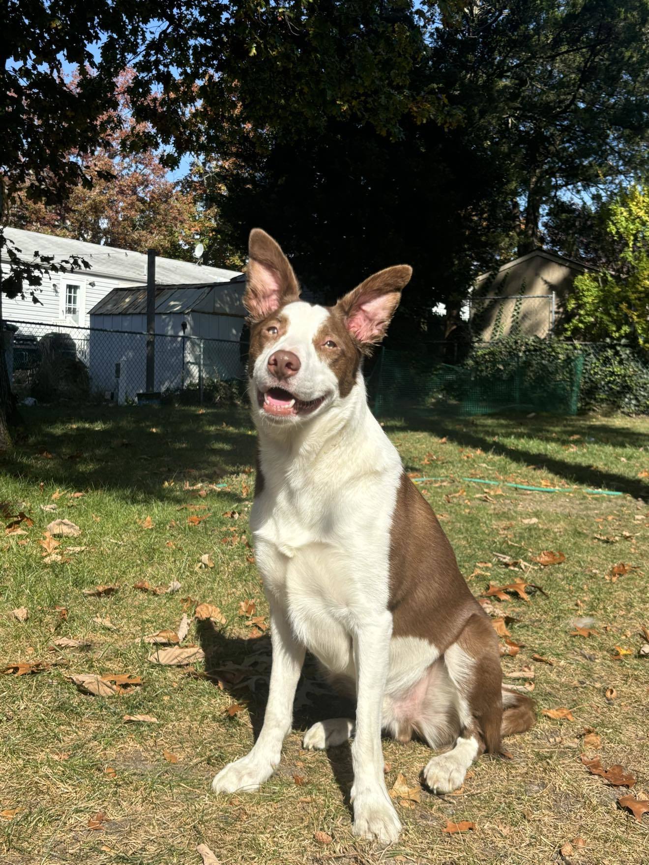 Loki