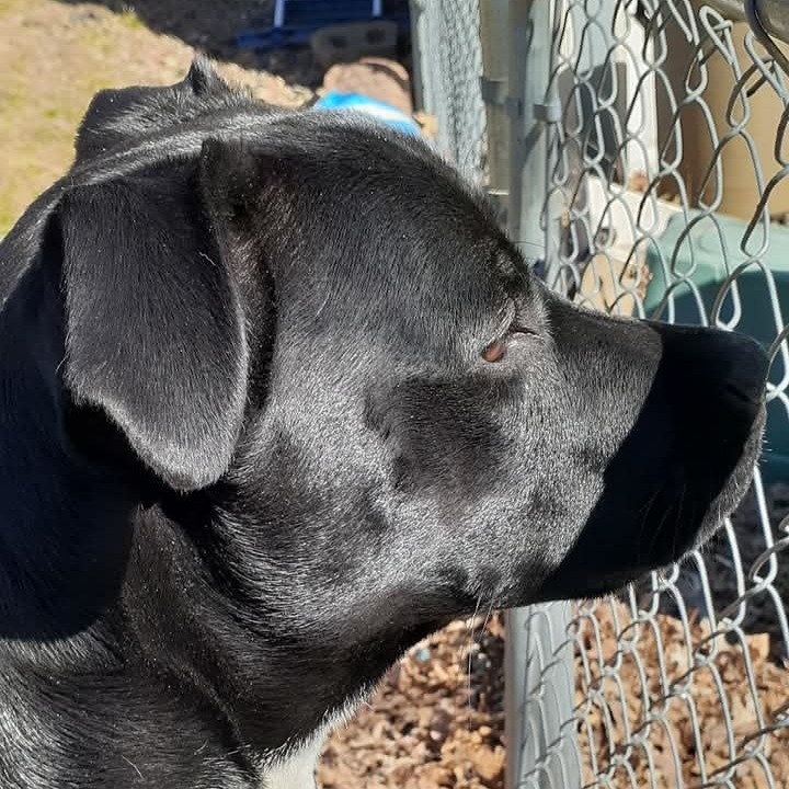 Delilah