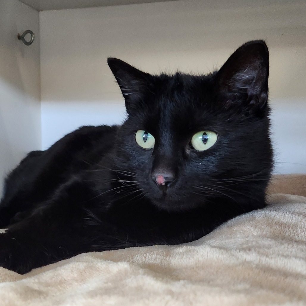 Lady Licorice