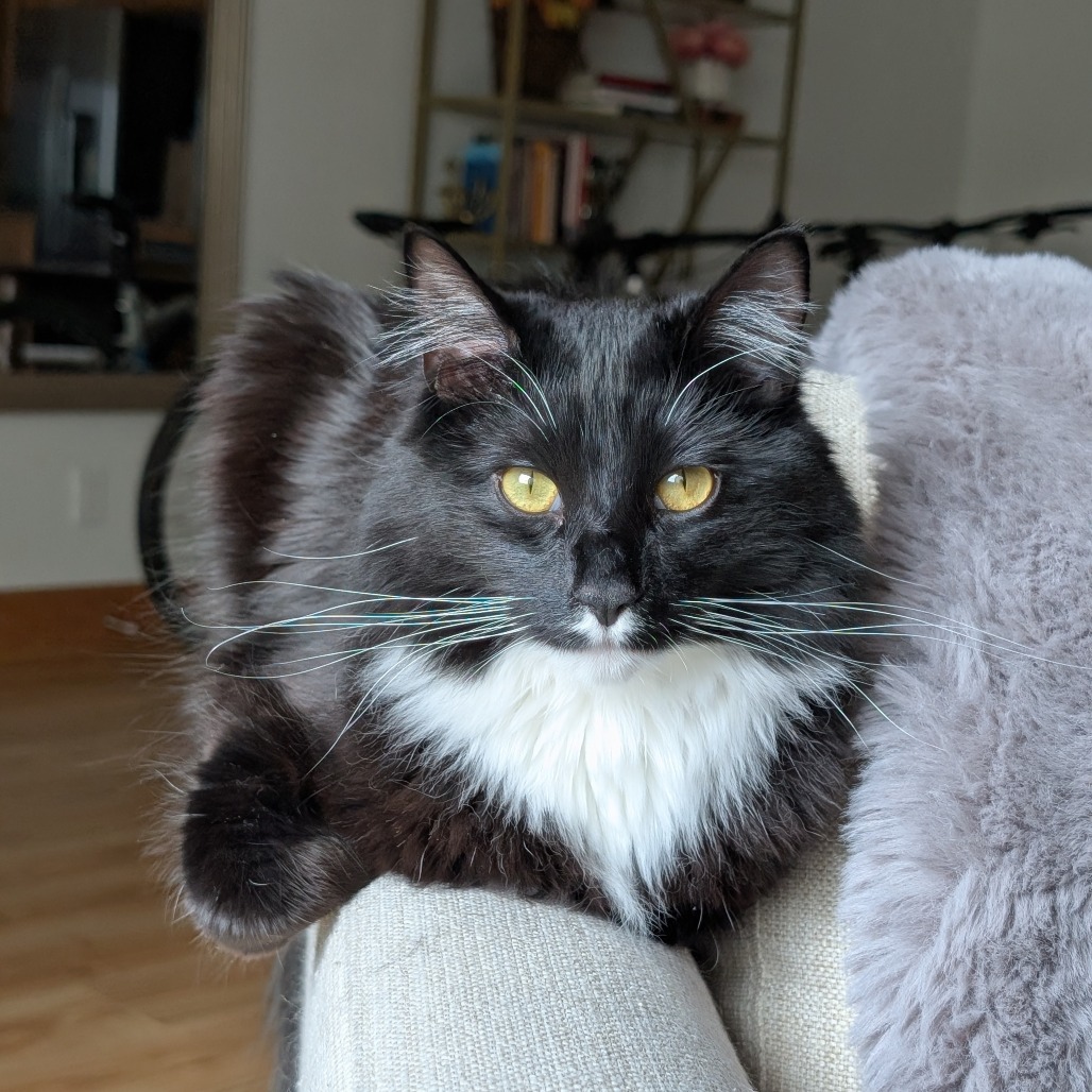 Tortuga, an adoptable Domestic Long Hair in Park City, UT, 84098 | Photo Image 1