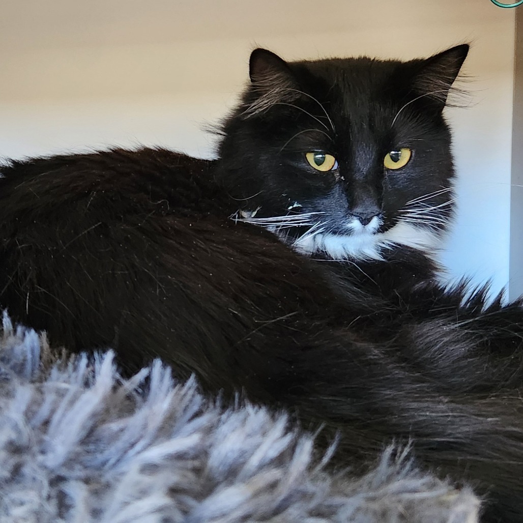 Tortuga, an adoptable Domestic Long Hair in Park City, UT, 84098 | Photo Image 2