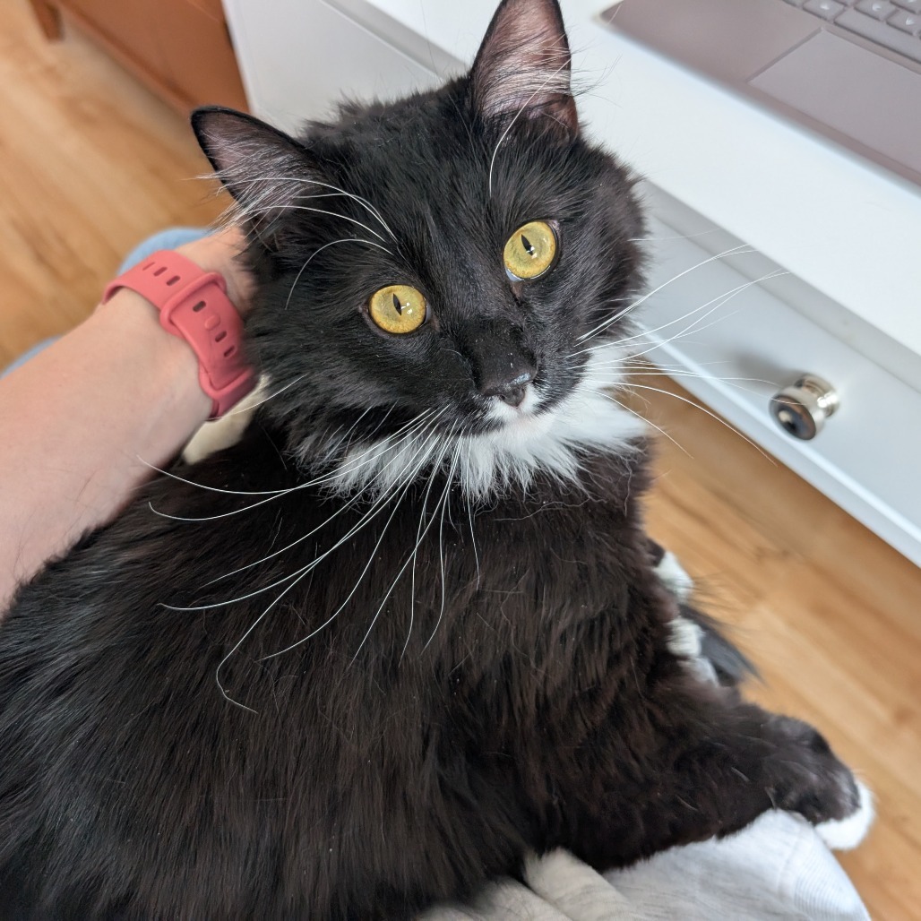 Tortuga, an adoptable Domestic Long Hair in Park City, UT, 84098 | Photo Image 3