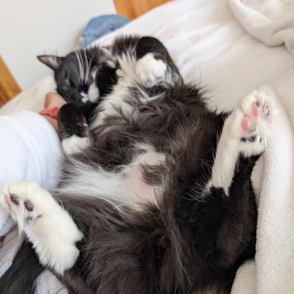 Tortuga, an adoptable Domestic Long Hair in Park City, UT, 84098 | Photo Image 4