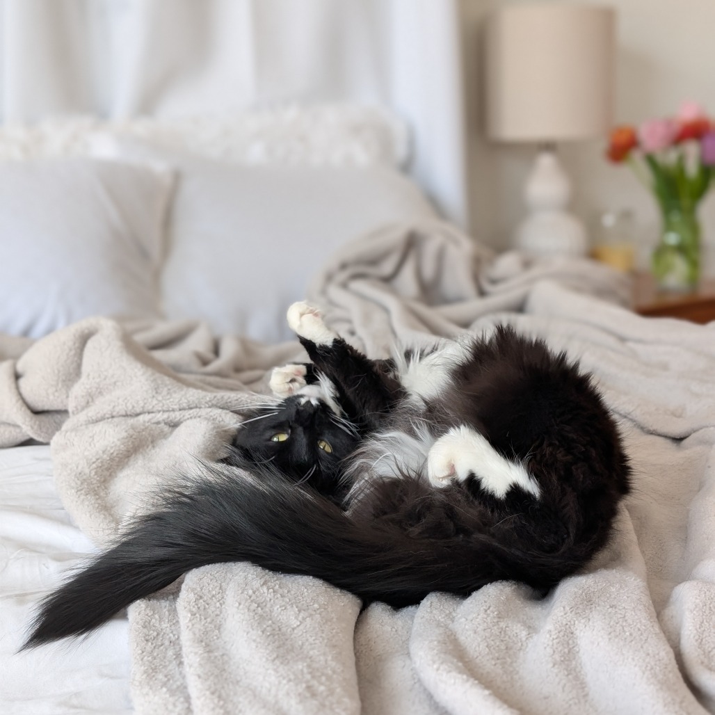 Tortuga, an adoptable Domestic Long Hair in Park City, UT, 84098 | Photo Image 5
