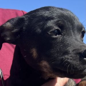 Meet Dustin Dustin is a charming little Chihuahua with a big heart He might be a bit nervous when 