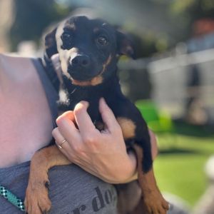 Meet Eleven Sweet shy and full of potential-Eleven is a gentle soul whos just waiting for the ri