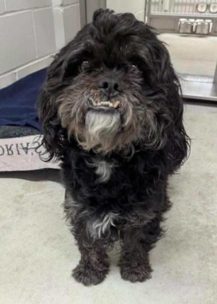 Paco, an adoptable Pekingese, Poodle in Plymouth, MN, 55447 | Photo Image 1