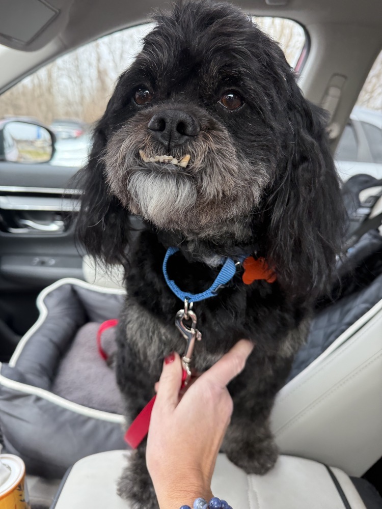 Paco, an adoptable Pekingese, Poodle in Plymouth, MN, 55447 | Photo Image 3