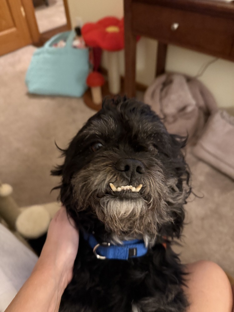 Paco, an adoptable Pekingese, Poodle in Plymouth, MN, 55447 | Photo Image 4