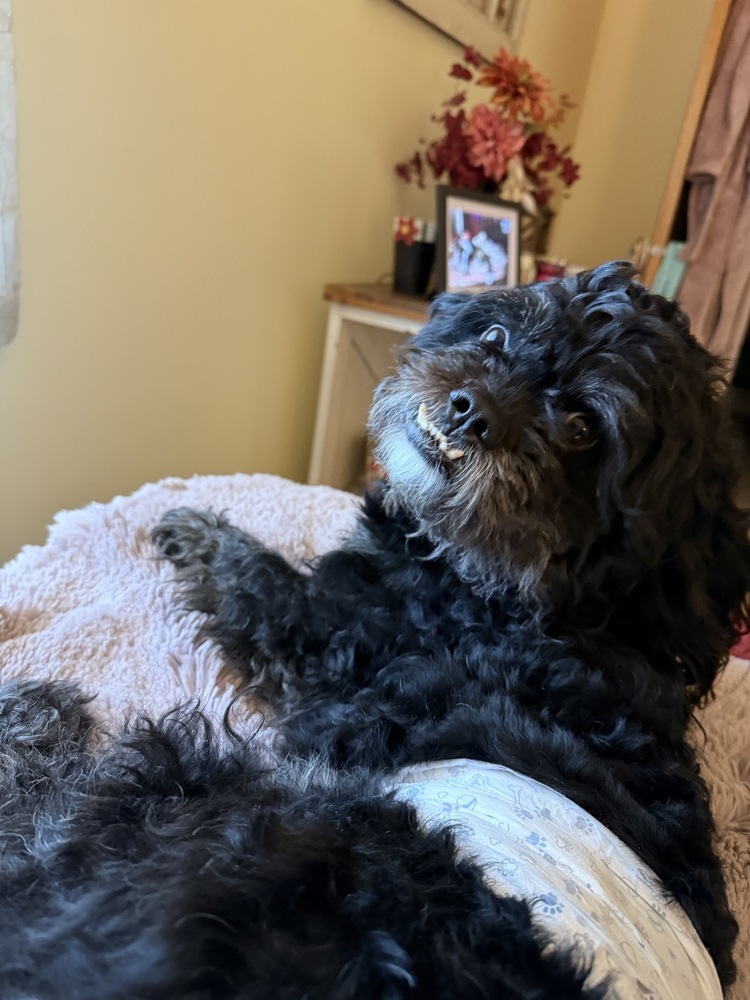 Paco, an adoptable Pekingese, Poodle in Plymouth, MN, 55447 | Photo Image 5