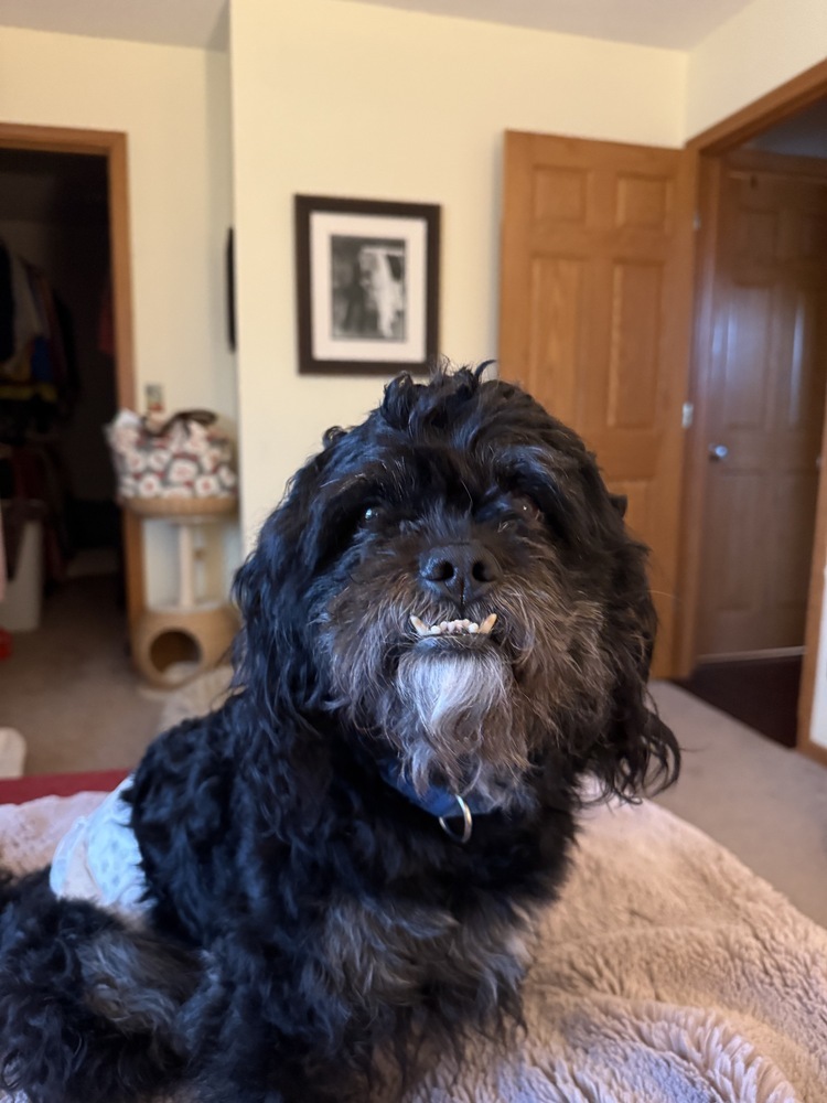 Paco, an adoptable Pekingese, Poodle in Plymouth, MN, 55447 | Photo Image 6