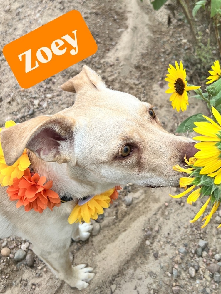 ZOEY