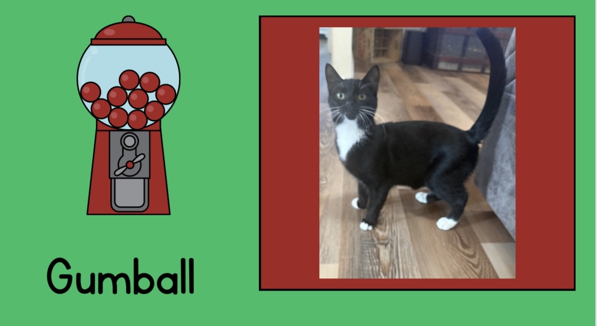 Gumball, an adoptable Domestic Short Hair in Wasilla, AK, 99654 | Photo Image 2